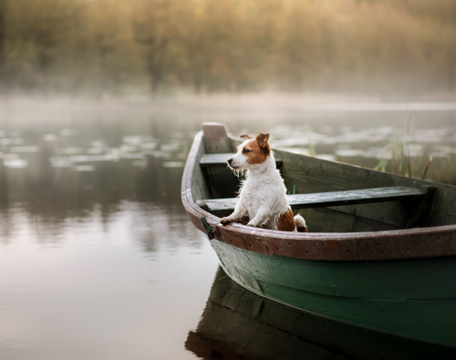 OTL-Gouverneur-Sherbrooke-chien-lac-bateau-pêche