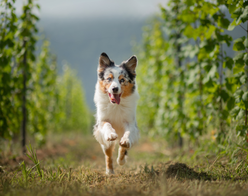 OTL-Gouverneur-Sherbrooke-chien-court-vignes