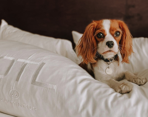 OTL-Gouverneur-Sherbrooke-chien-lit-hotel-accepte-animaux-luxe